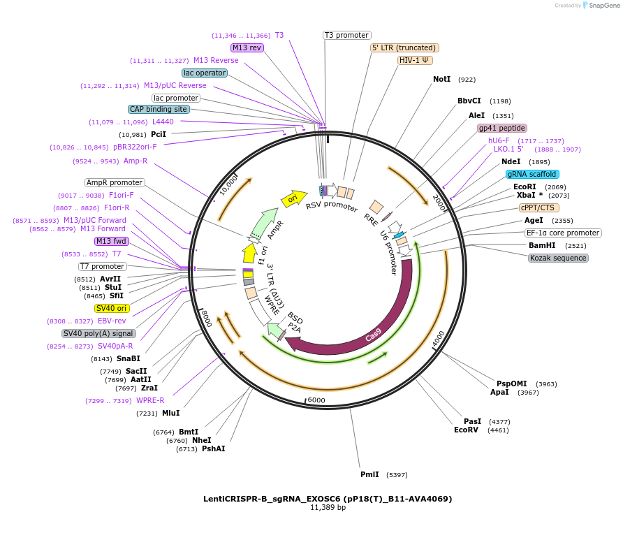 239304-plasmid-map-sequence-id-479143