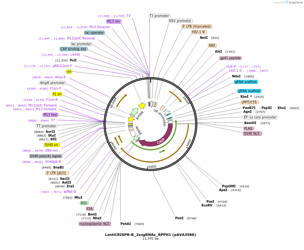 239328-plasmid-map-sequence-id-479148