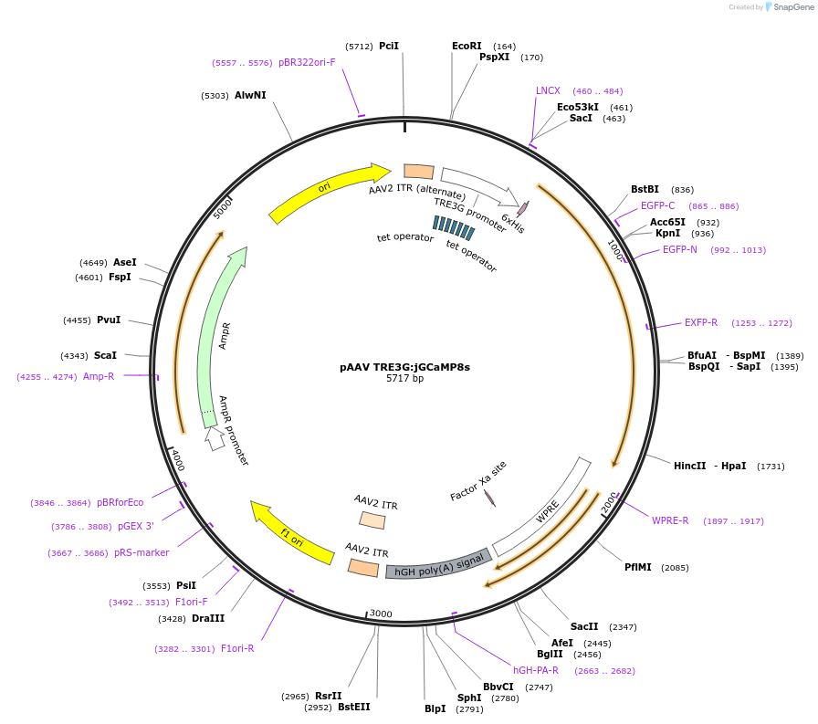 239673-plasmid-map-sequence-id-479149