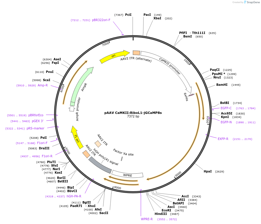 239667-plasmid-map-sequence-id-479153