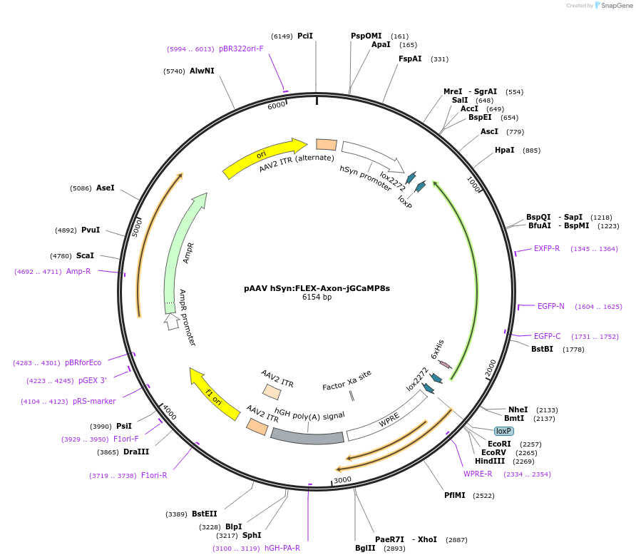 239672-plasmid-map-sequence-id-479154