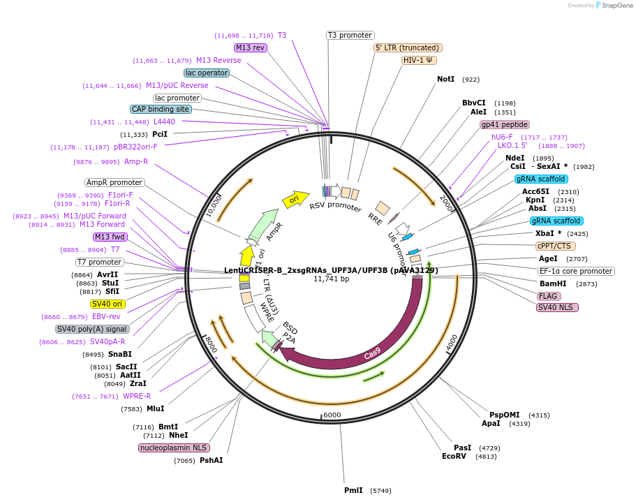 239329-plasmid-map-sequence-id-479156