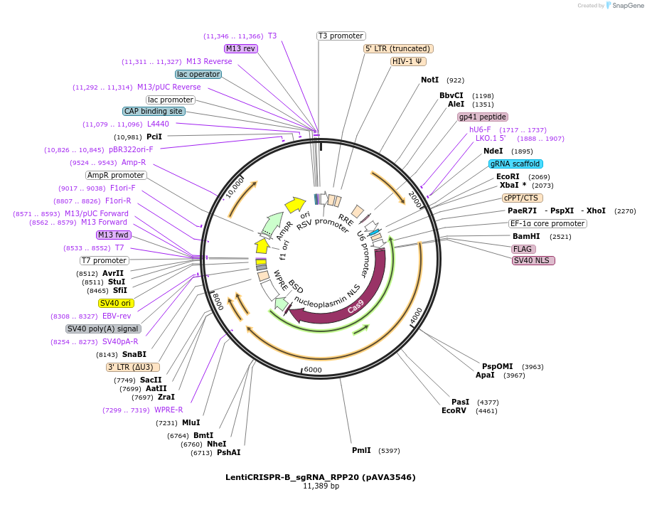 239316-plasmid-map-sequence-id-479164