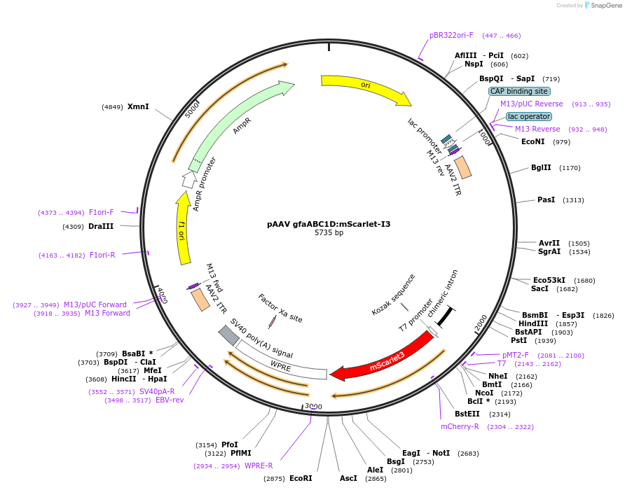239684-plasmid-map-sequence-id-479168