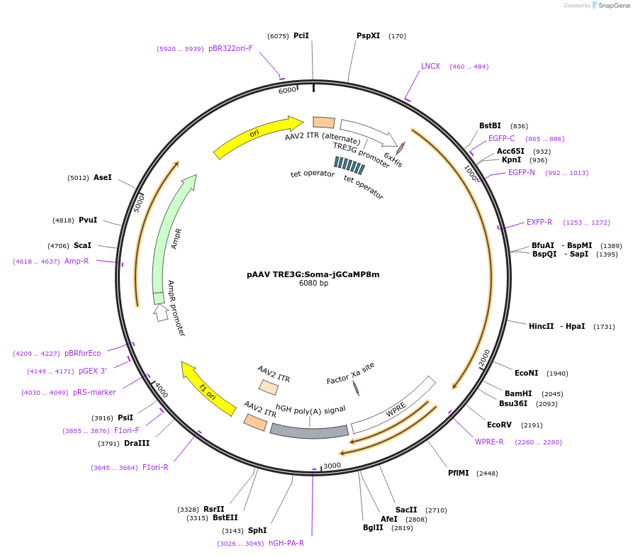 239680-plasmid-map-sequence-id-479169