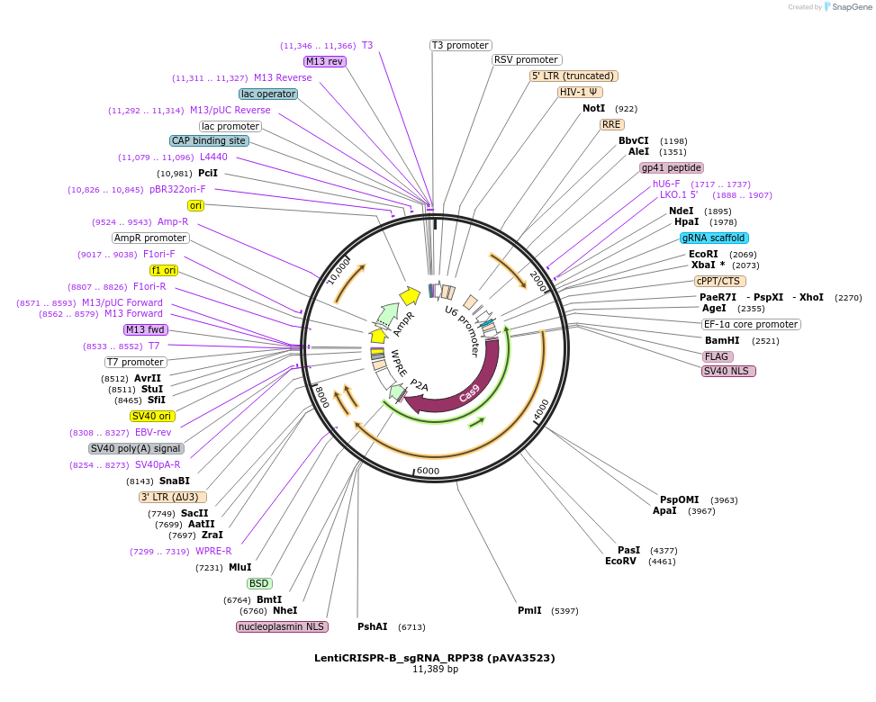 239313-plasmid-map-sequence-id-479170