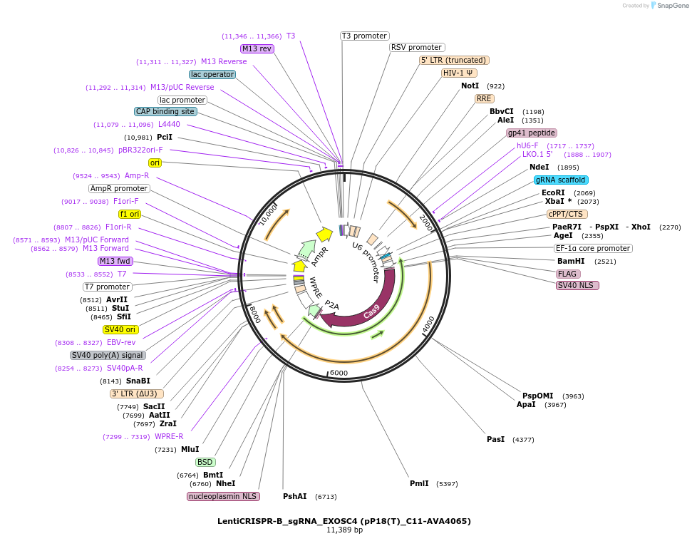 239302-plasmid-map-sequence-id-479171