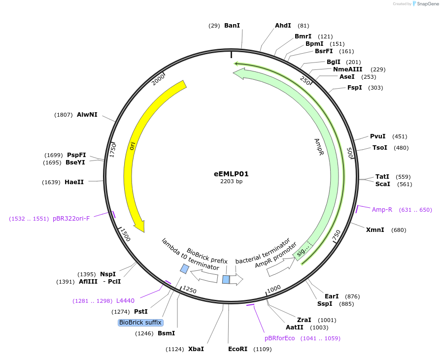 238378-plasmid-map-sequence-id-479182