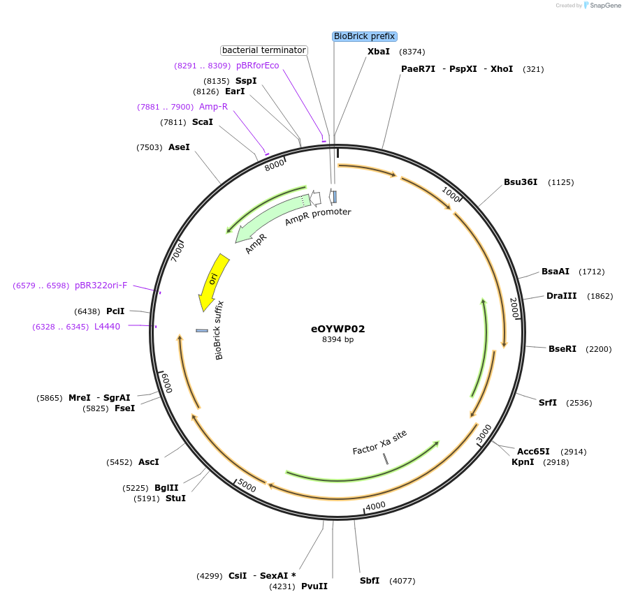 238381-plasmid-map-sequence-id-479184