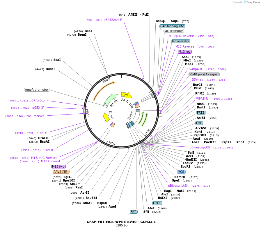 241331-plasmid-map-sequence-id-479187