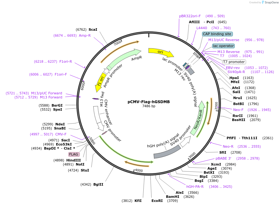 218936-plasmid-map-sequence-id-479189