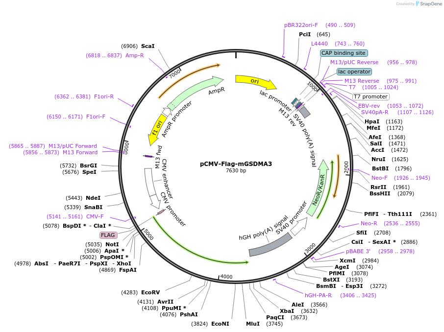 218942-plasmid-map-sequence-id-479190