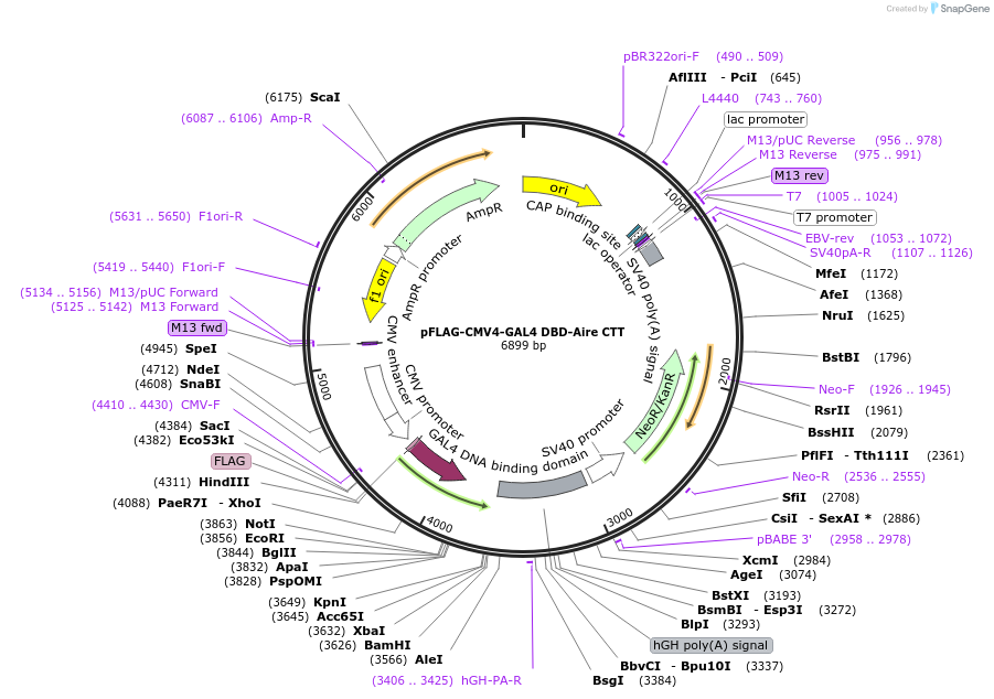 241399-plasmid-map-sequence-id-479193