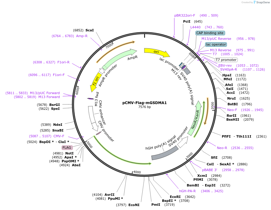 218940-plasmid-map-sequence-id-479198