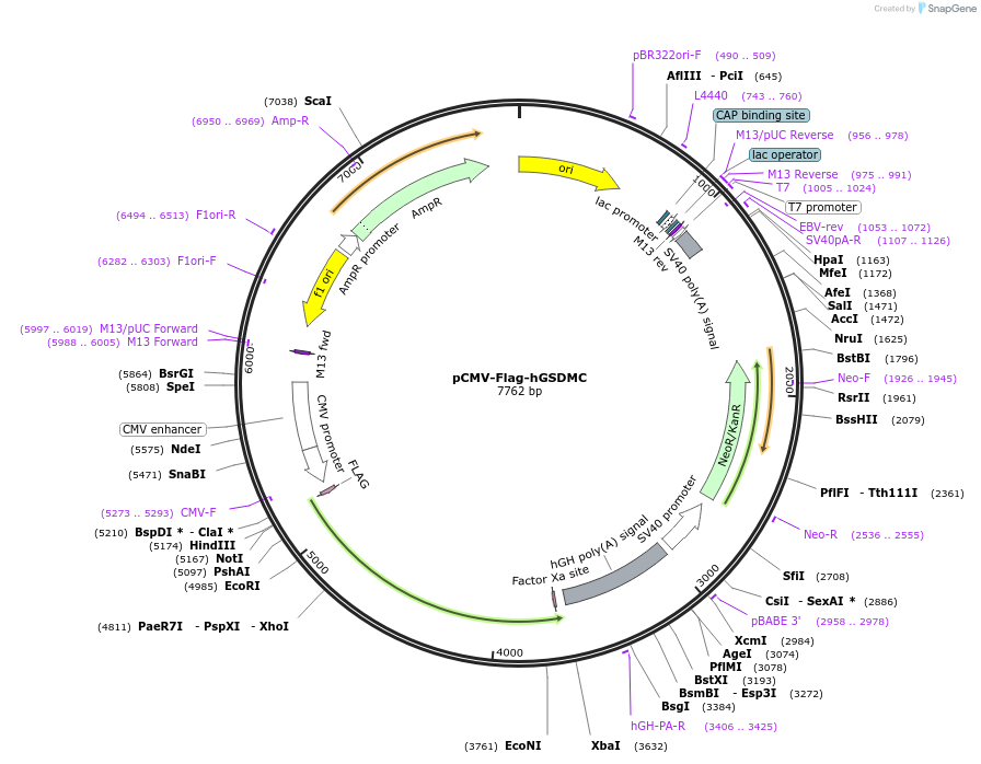218937-plasmid-map-sequence-id-479199
