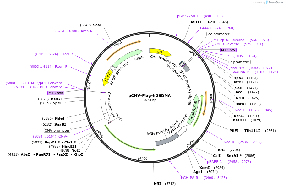 218935-plasmid-map-sequence-id-479200