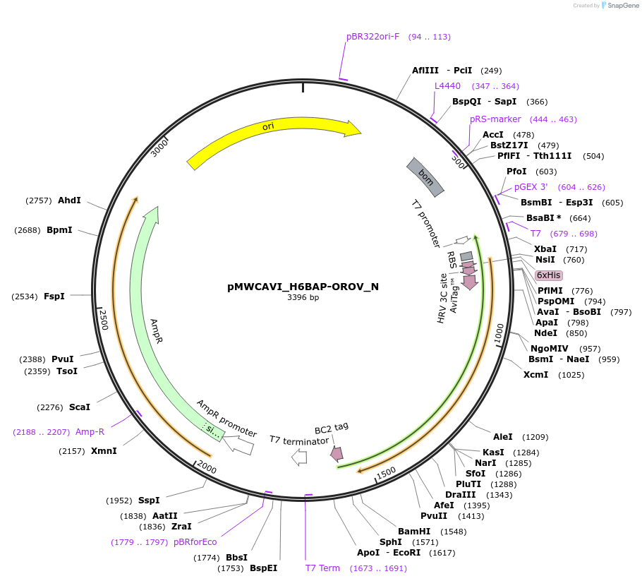 240162-plasmid-map-sequence-id-479202