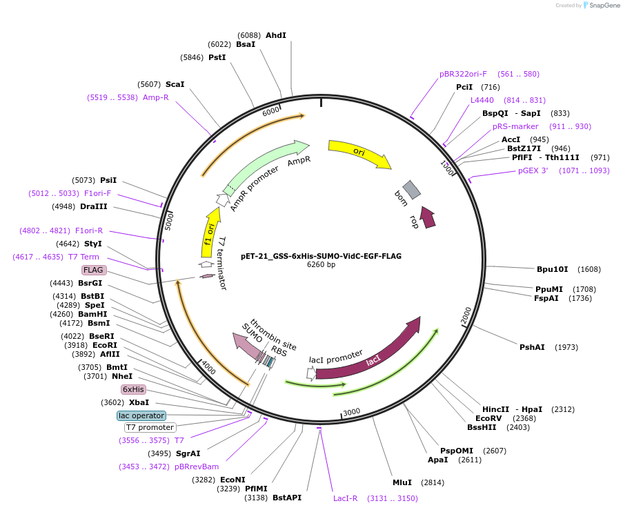 241011-plasmid-map-sequence-id-479203
