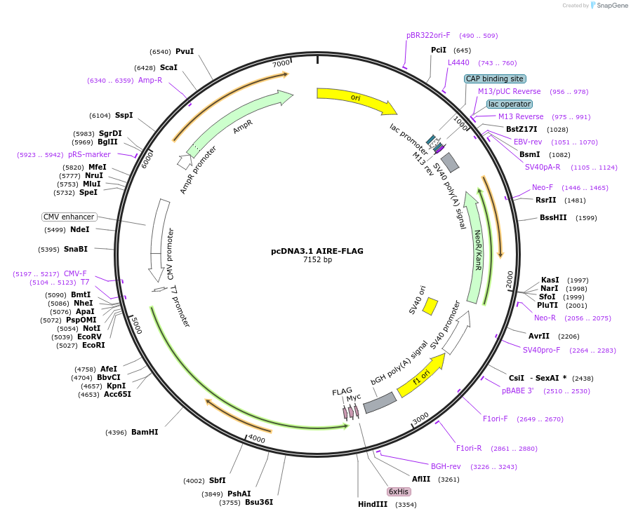 241398-plasmid-map-sequence-id-479204