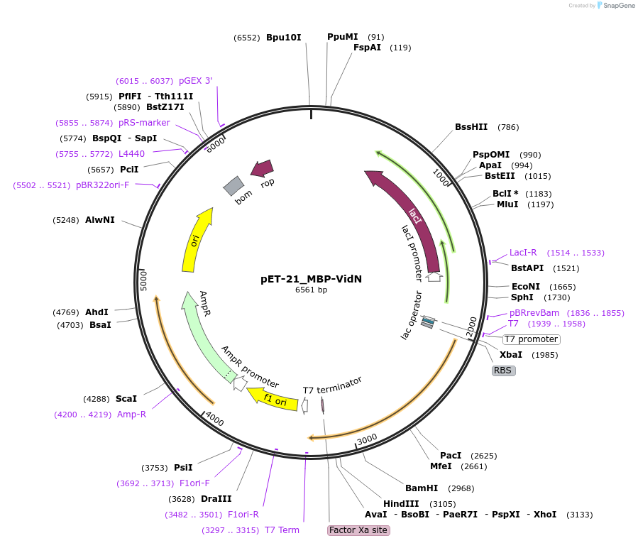 241013-plasmid-map-sequence-id-479205