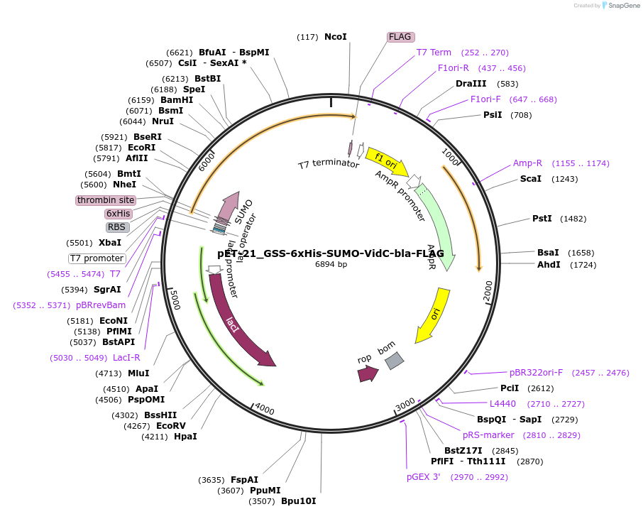 241012-plasmid-map-sequence-id-479206