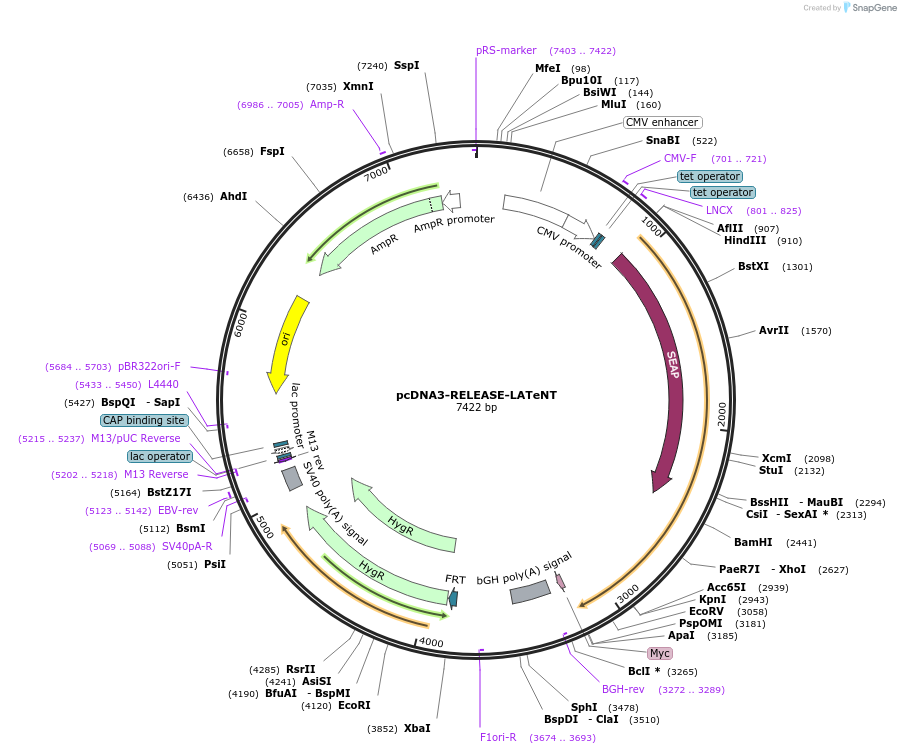240986-plasmid-map-sequence-id-479207