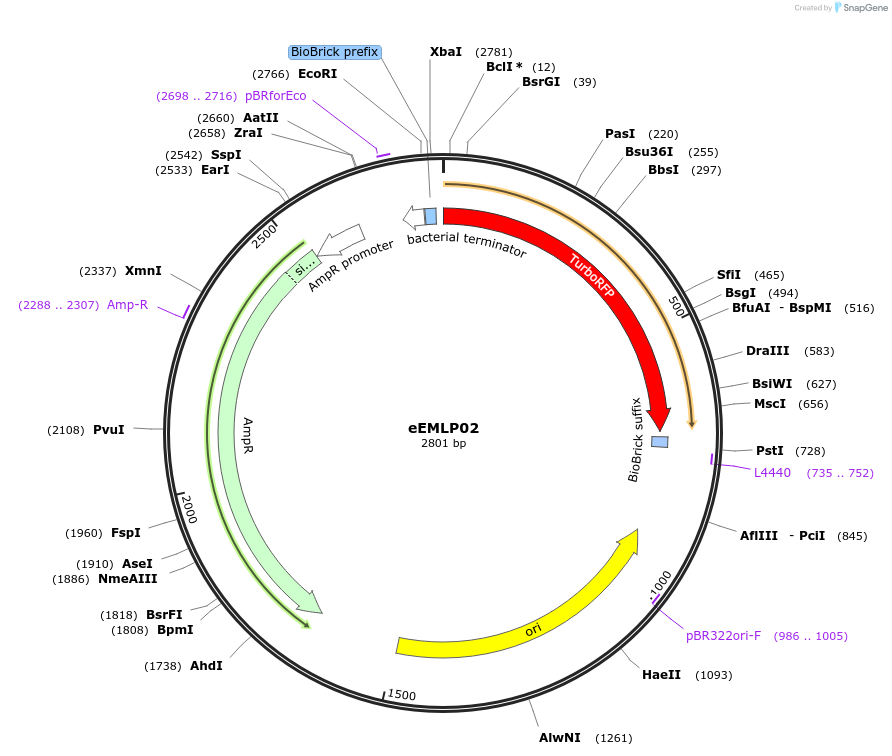 238379-plasmid-map-sequence-id-479208