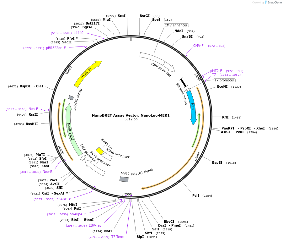 238578-plasmid-map-sequence-id-479210