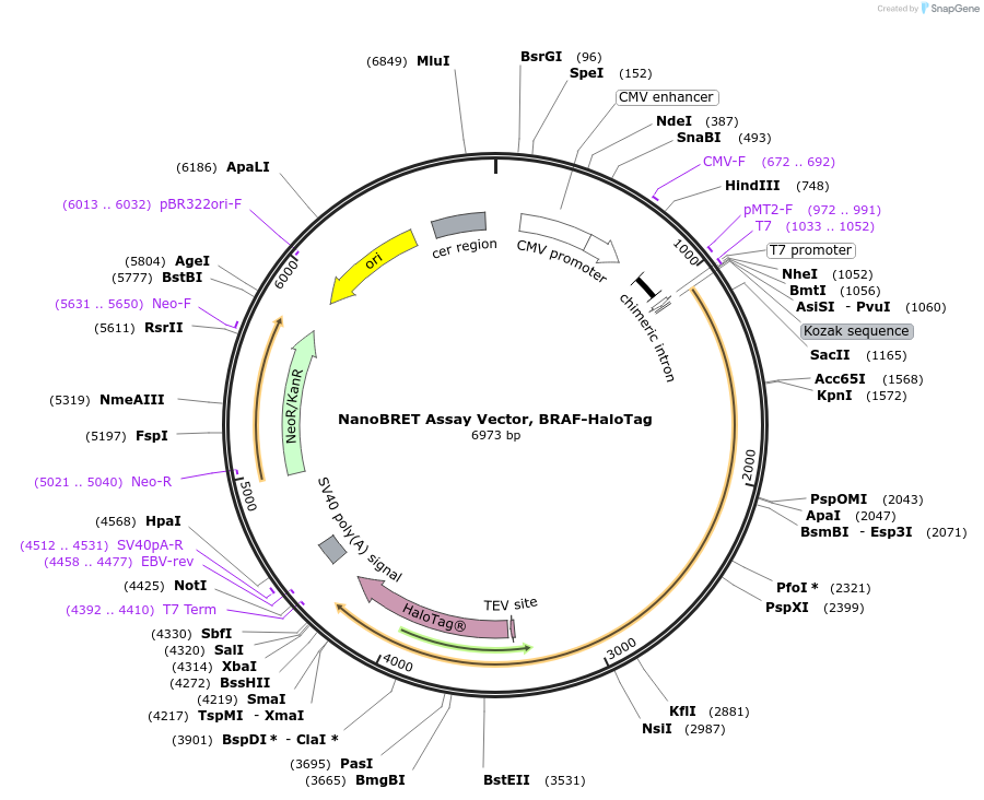 238568-plasmid-map-sequence-id-479211