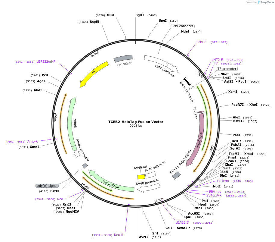238735-plasmid-map-sequence-id-479212