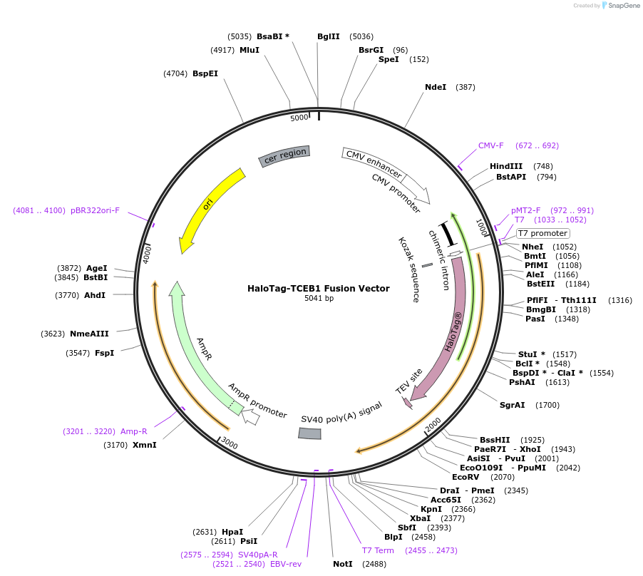 238740-plasmid-map-sequence-id-479213