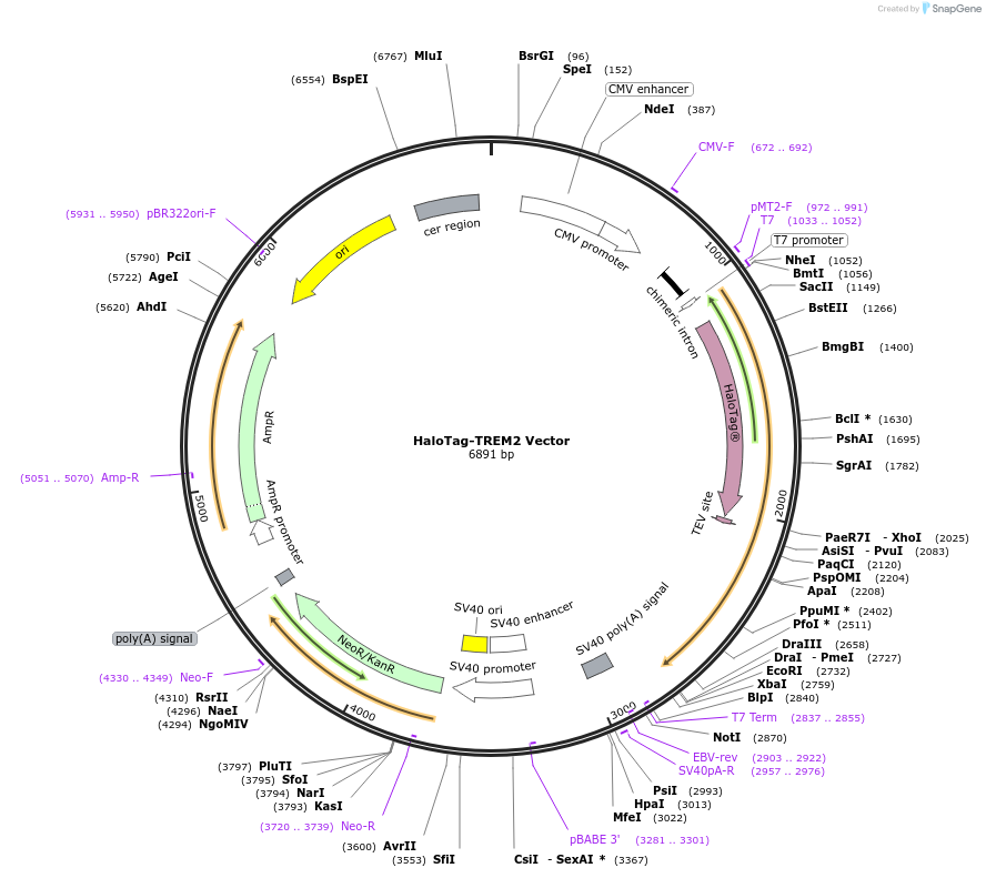 238682-plasmid-map-sequence-id-479214
