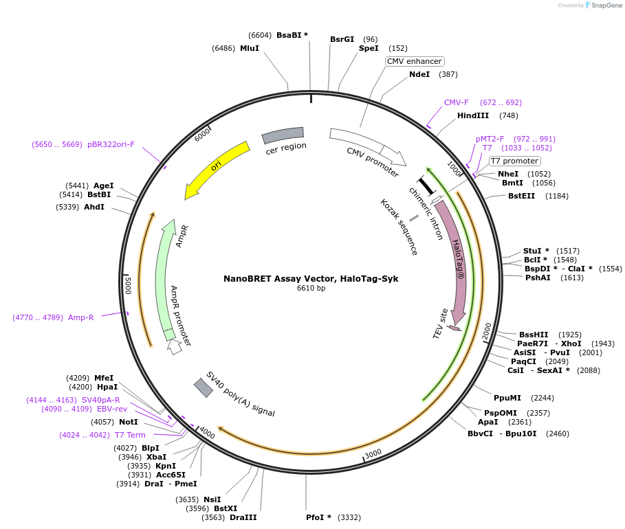 238720-plasmid-map-sequence-id-479215