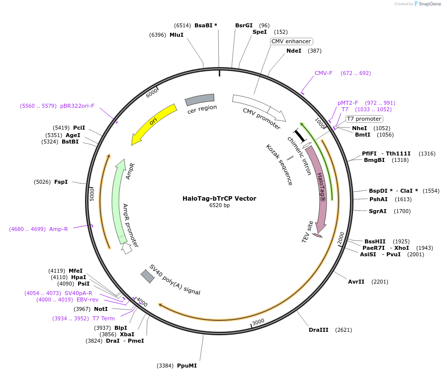 238733-plasmid-map-sequence-id-479216