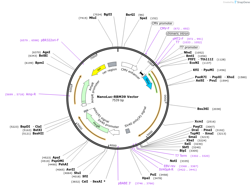 238729-plasmid-map-sequence-id-479217
