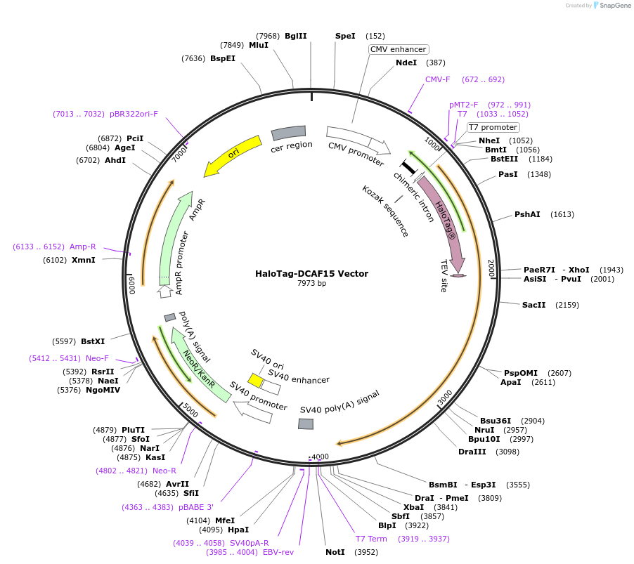 238731-plasmid-map-sequence-id-479218