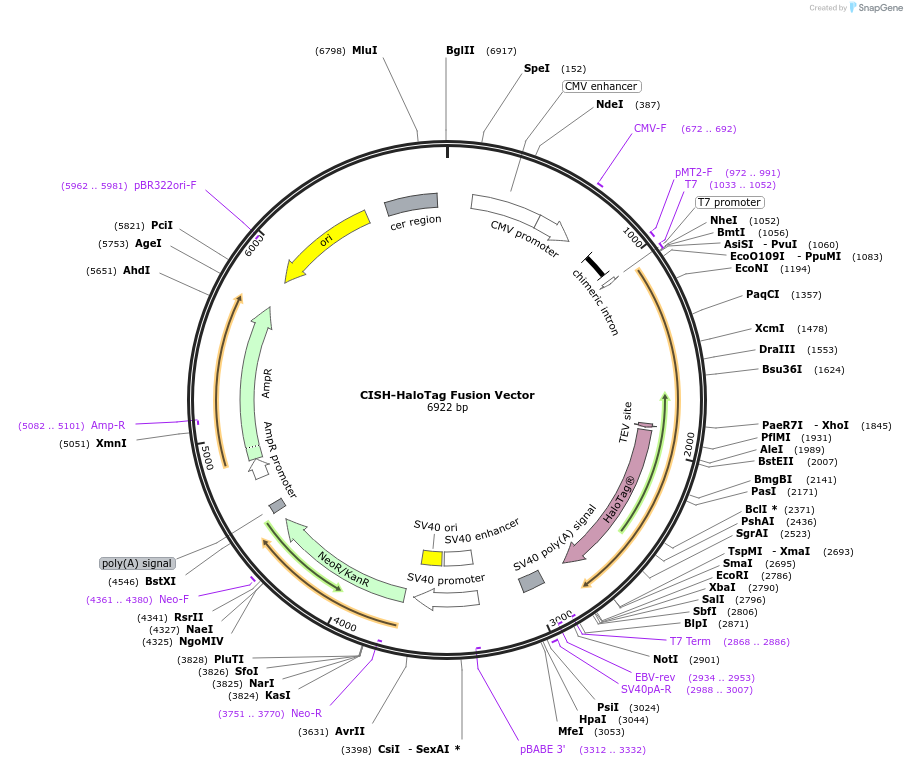 238743-plasmid-map-sequence-id-479219