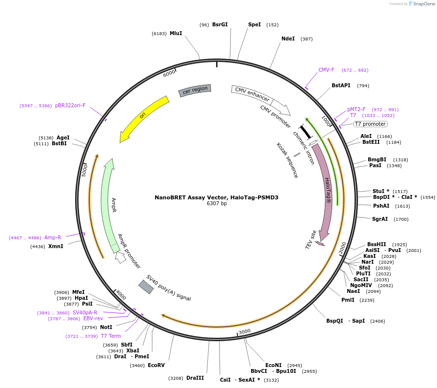 238750-plasmid-map-sequence-id-479220