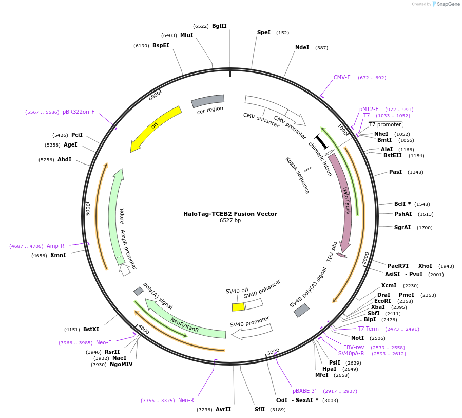 238736-plasmid-map-sequence-id-479221