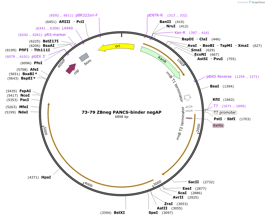 240121-plasmid-map-sequence-id-479224