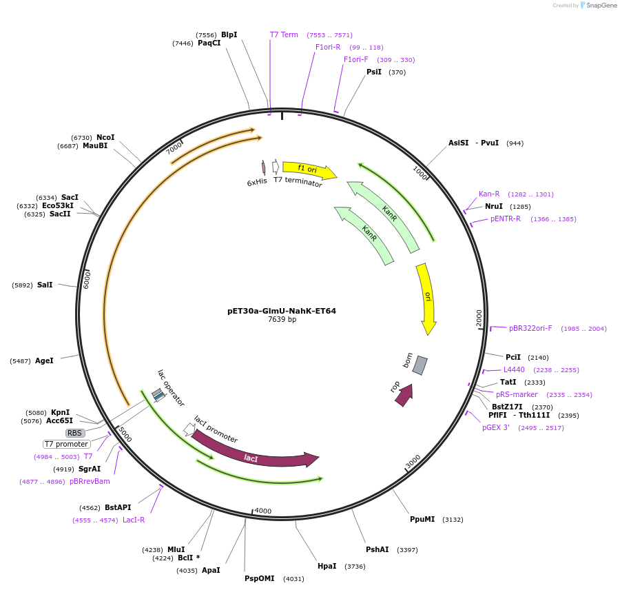 234663-plasmid-map-sequence-id-479226