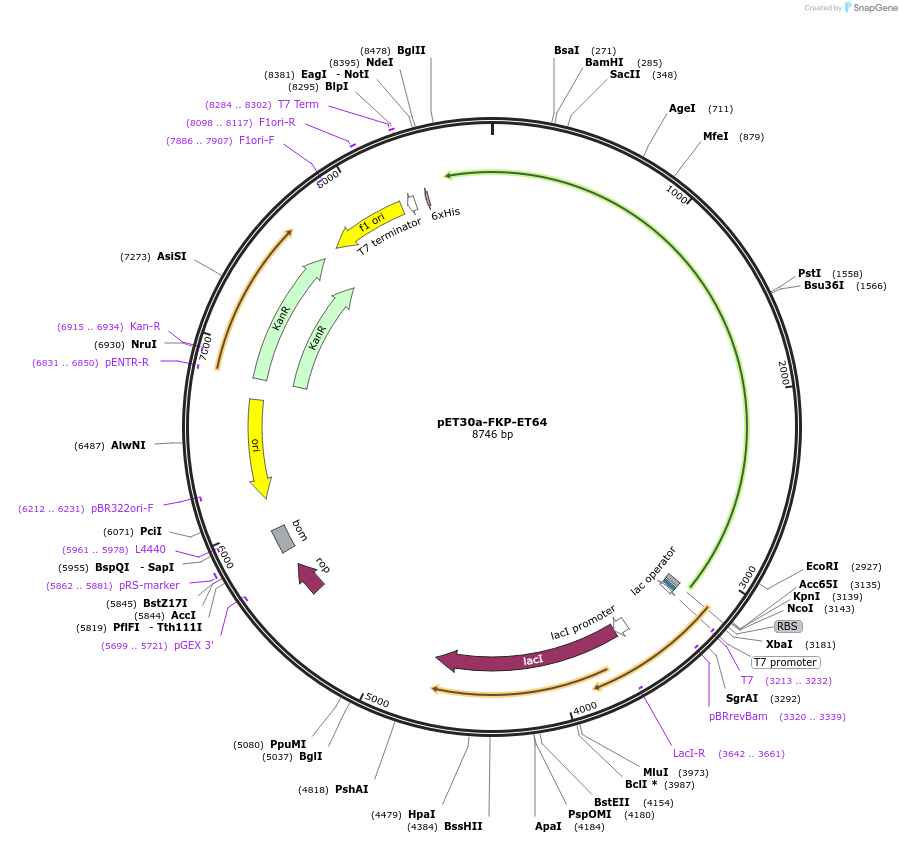 234665-plasmid-map-sequence-id-479229
