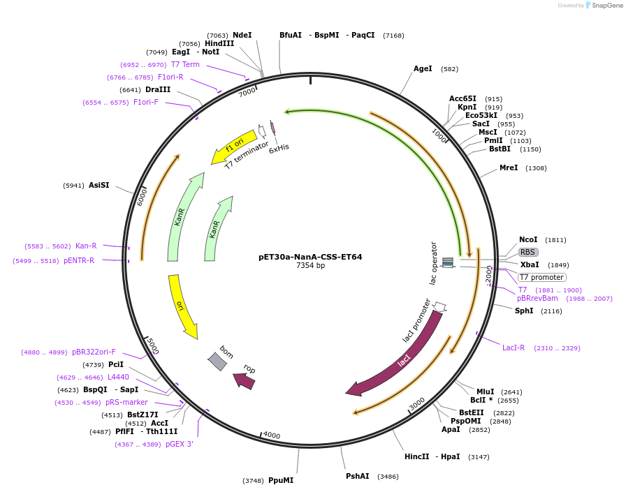 234666-plasmid-map-sequence-id-479231