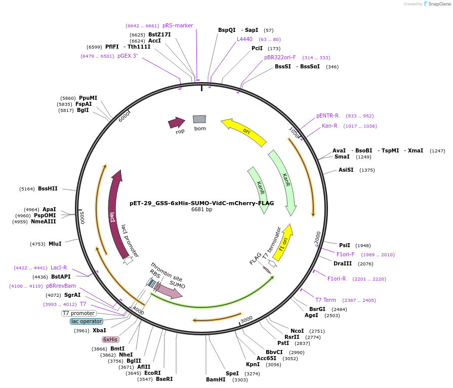 241010-plasmid-map-sequence-id-479244
