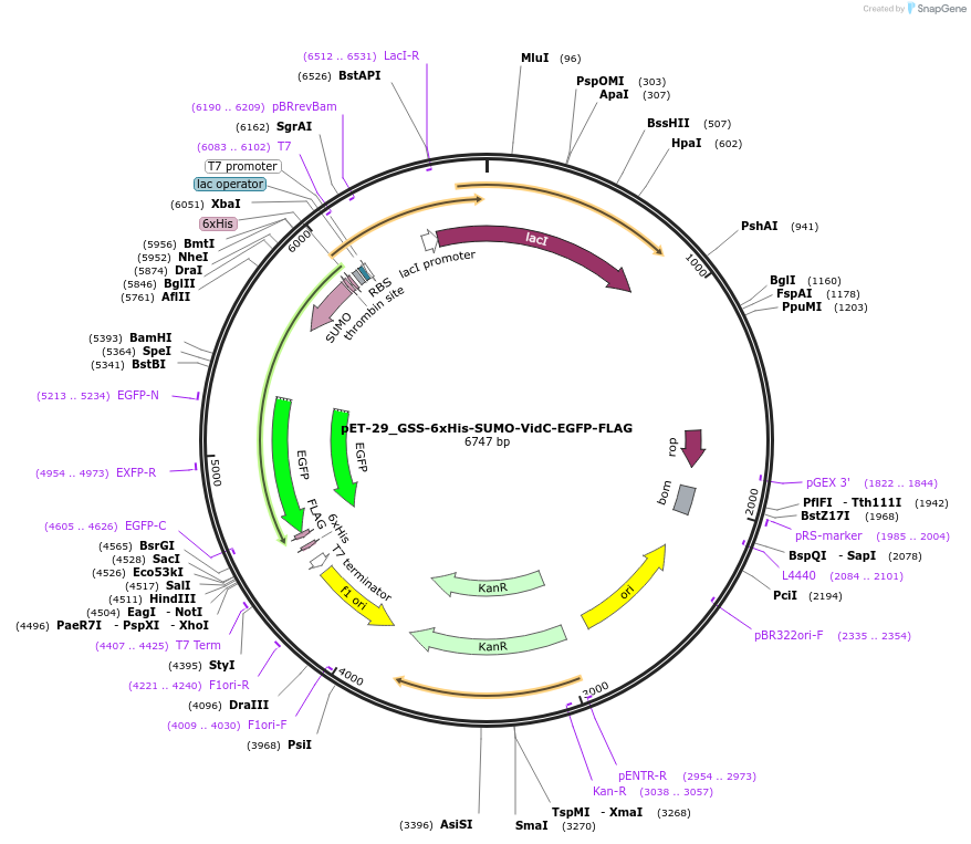241009-plasmid-map-sequence-id-479245