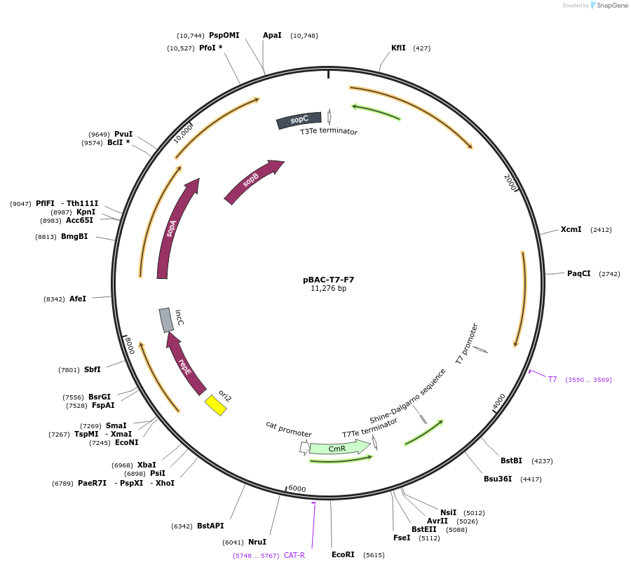 234973-plasmid-map-sequence-id-479249