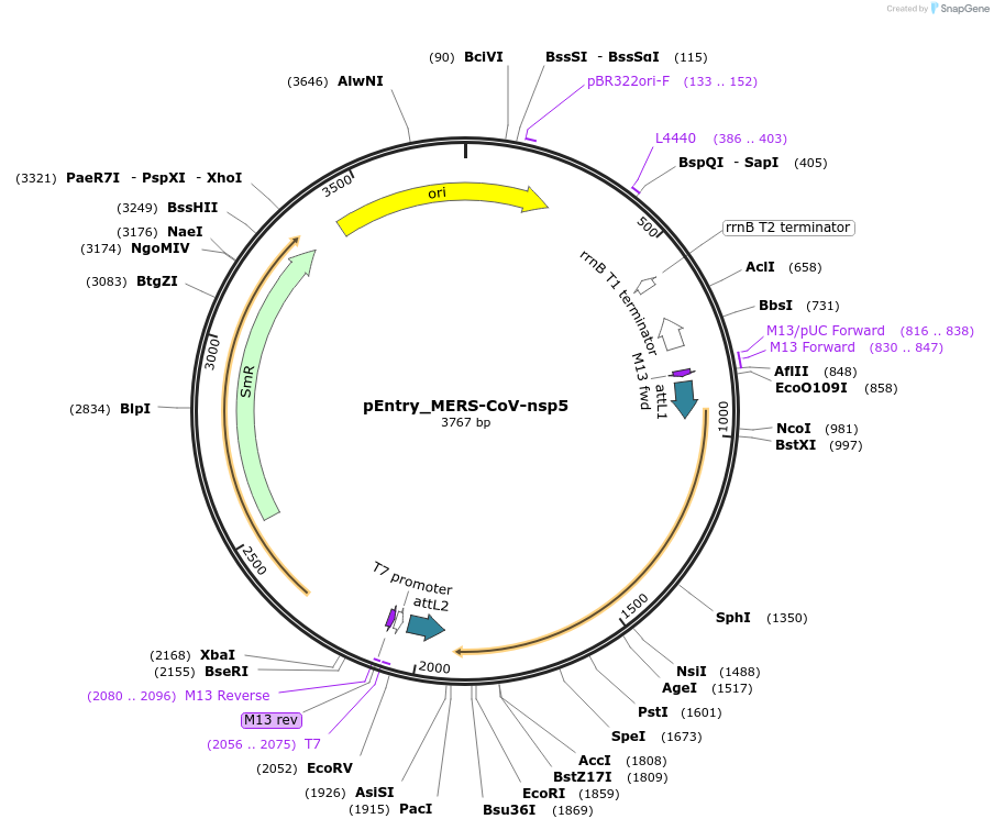 168818-plasmid-map-sequence-id-479263