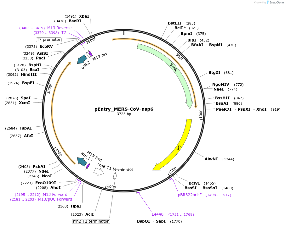 168819-plasmid-map-sequence-id-479264
