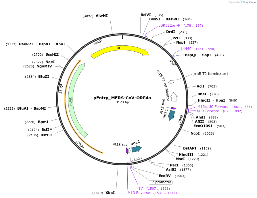 168828-plasmid-map-sequence-id-479269