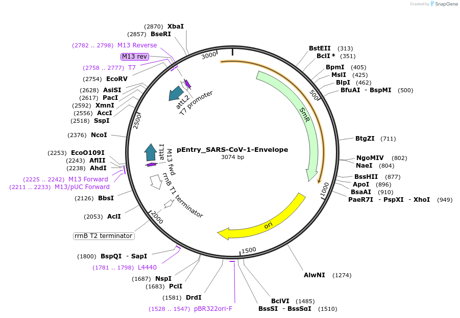 168839-plasmid-map-sequence-id-479273